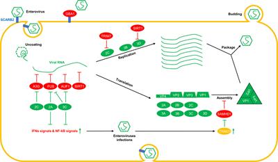 Host Restrictive Factors Are the Emerging Storm Troopers Against Enterovirus: A Mini-Review